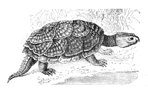 Common Snapping Turtle