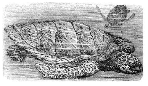 Hawksbill Sea Turtle