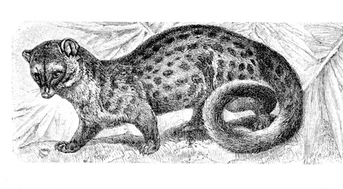 Rusty-Spotted Genet