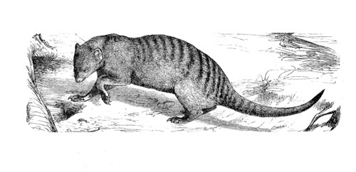 Banded Mongoose