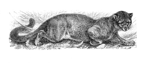 Fossa