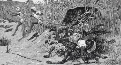 Wild Boar Hunting In India