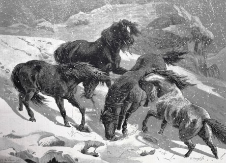 Dartmoor Ponies In Search Of A Feed In A Snowcovered Maedow In Winter