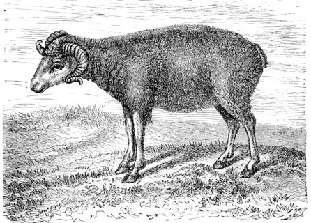A Specie Of Sheep