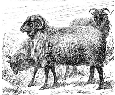 A Specie Of Sheep