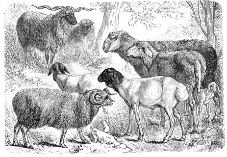 Various Species Of Sheeps