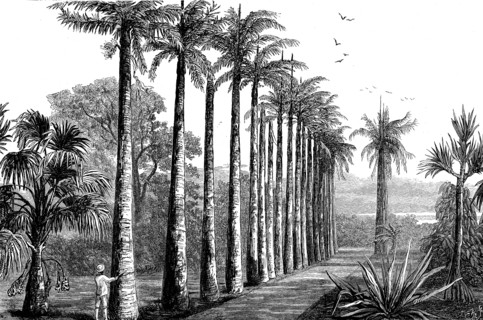 Palms In The Botanic Gardens
