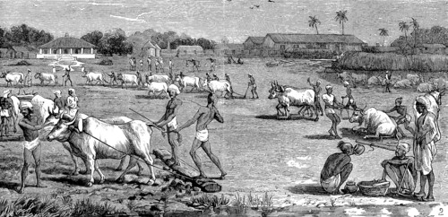 Indigo Cultivation In Tirhoot
