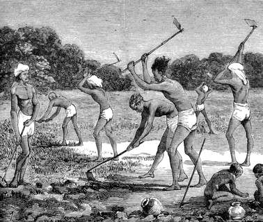 Indigo Cultivation In Tirhoot