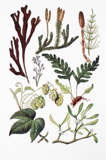 Heilpflanzen: Blasentang