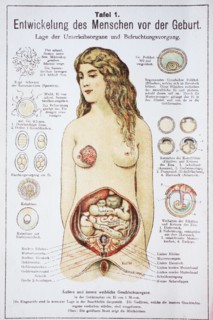 Development Of The Child Before The Birth In The Woman. Entwicklung Des Menschen Vor Der Geburt In Der Frau