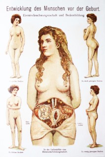 Development Of The Child Before The Birth In The Woman. Entwicklung Des Menschen Vor Der Geburt In Der Frau
