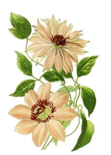 Clematis Var Aureliana