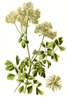 Thalictrum Aquilegiifolium