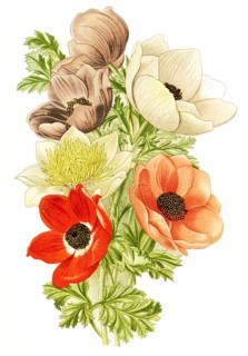 Anemone Coronaria