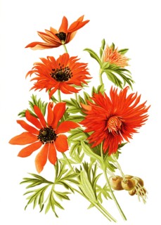 Anemone Hortensis Var Fulkgens