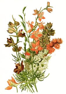 Delphinium Ajacis