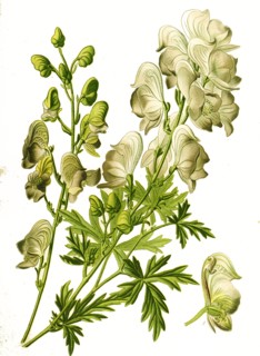 Aconitum Variegatum