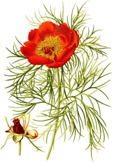 Paeonia Tenuifolia