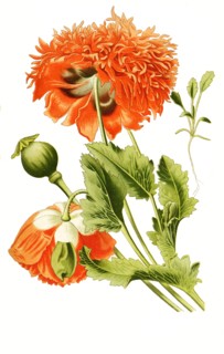 Papaver Somniferum
