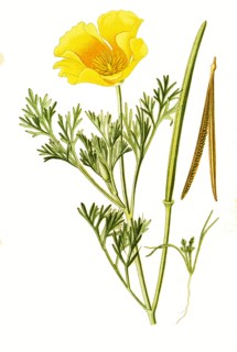 Eschscholtzia Californica