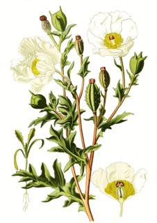 Argemone Mexicana Mexican Poppy