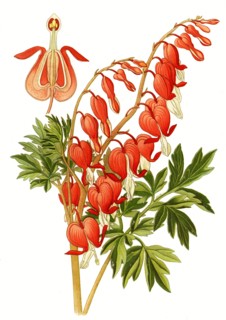 Dicentra Spectabilis