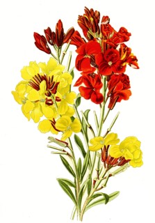Cheiranthus Cheiri