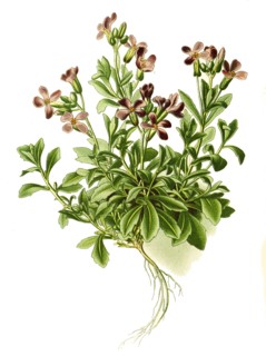 Aubrietia Deltoidea