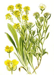 Alyssum Saxatile