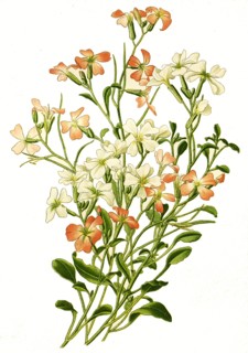 Malcolmia Maritima