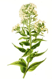 Hesperis Matronalis