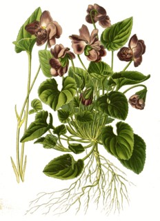Viola Odorata Var Parmensis