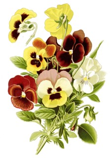 Viola Tricolor