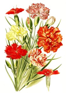 Dianthus Caryophyllus