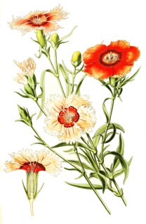 Dianthus Chinensis