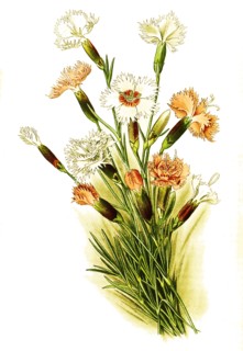 Dianthus Plumarius