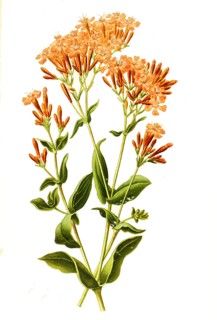 Silene Armeria