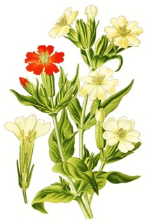 Lychnis Fulgend