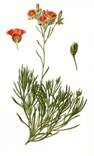 Calandrinia Umbellata
