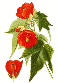 Abutilon Venoso Striatum