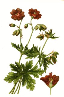 Geranium Ibericum Var Platypetalum