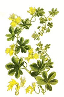 Tropaeolum Peregrinum