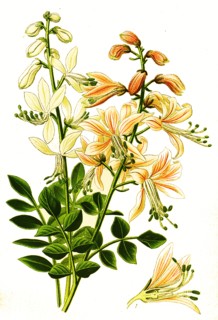 Dictamnus Albus
