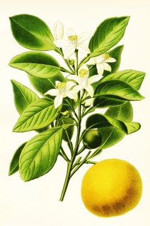 Citrus Aurantium
