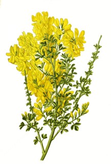 Cytisus Canariensis