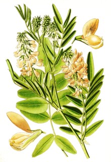 Galega Officinalis