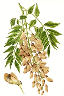 Wistaria Sinensis