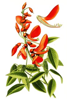Erythrina Crista Galli