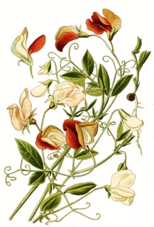 Lathyrus Odoratus